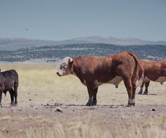 Rinder in Californien, Foto by Carolin Küst